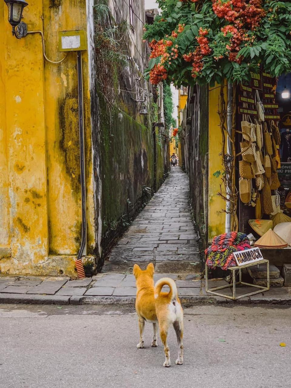 La Gai Homestay Hoi An Exteriér fotografie